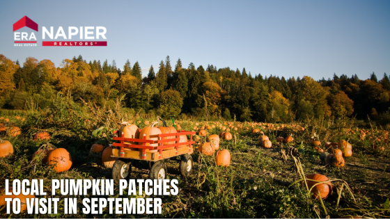 Local Pumpkin Patches to Visit in September | Napier ERA